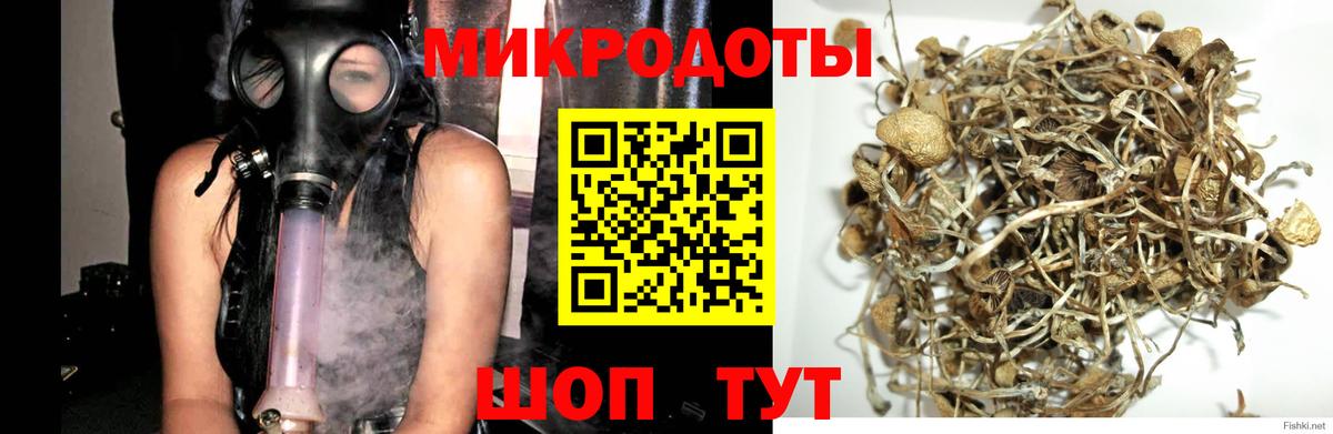 Галлюциногенные грибы Psilocybine cubensis Минеральные Воды